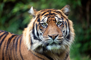 Fototapeta na wymiar beautiful tiger on green natural background