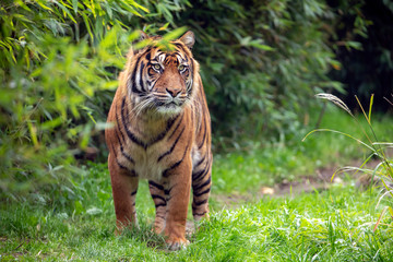 beautiful tiger on green natural background