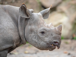 Portrait of grey Rhino youngster, close up