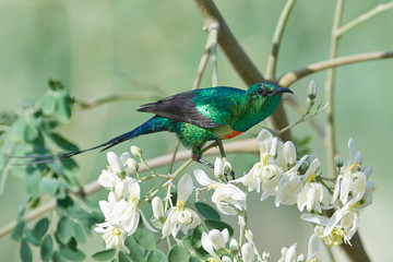 Beautiful sunbird (Cinnyris pulchella)