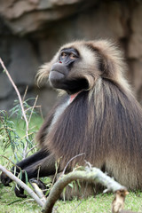 Male bleeding-heart monkey portrait in natural habitat