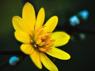 closeup of yellow flower