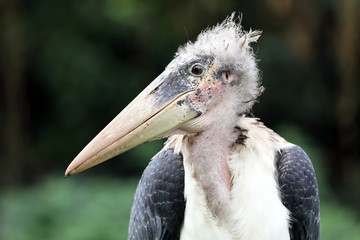 Close up of marabou bird in natural habitat