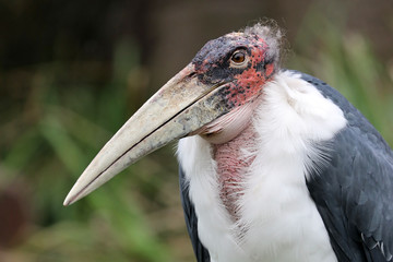 Close up of marabou bird in natural habitat