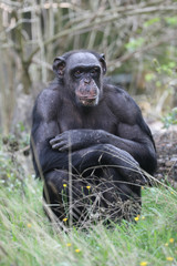Cute Chimpanzee sitting on green grass in nature