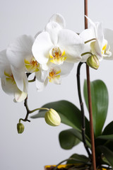Fototapeta premium White Orchid in a pot on a white background at home.