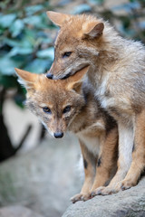 Cute family of Golden jackal foxes in natural habitat