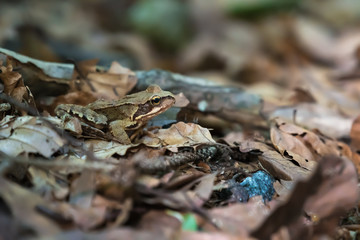 frog in leaves
