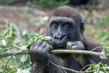 gorilla eating leaves in natural habitat