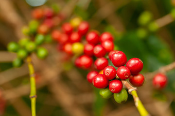 Coffee beans mature ready to pick up on tree - coffeea arabica