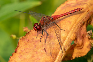 SYMPETRUM SANGUINEUM dragonfly, close up