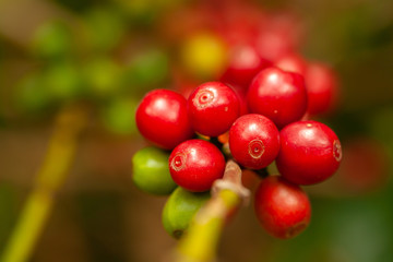Coffee beans mature ready to pick up on tree - coffeea arabica
