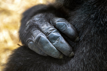cropped view of black hand of gorilla © Edwin Butter