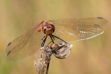 SYMPETRUM SANGUINEUM dragonfly, close up