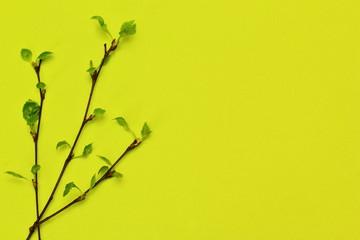 Twig of birch with young leaves on light green background. Minimal style. Symbolic concept — spring, awakening of life.