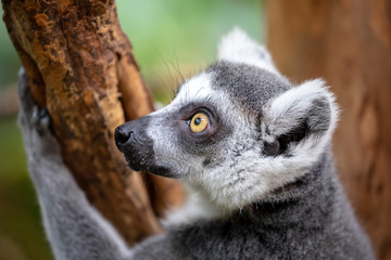 Beautiful Ring Tailed Lemur on tree