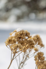 A dried plant in the snow, during a Utah winter