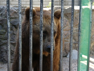 bear in cage