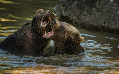  two brown bears in water