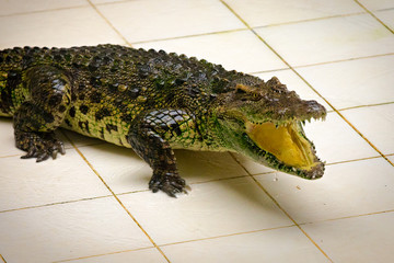 Dangarous green crocodile in terrarium on the crocodile farm