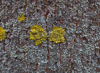 texture of bark tree with yellow and blue moss