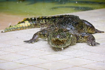 Big green crocodile in terrarium on the crocodile farm