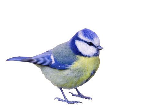 Blaumeise komplett vor wei&szlig;en Hintergrund freigestellt
