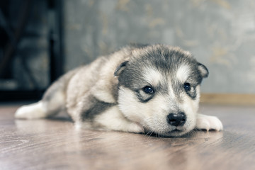 Alaskan Malamute puppy on wooden floor