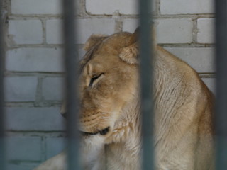 Naklejka premium portrait of a lion