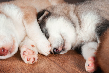 Alaskan Malamute puppies sleep on the floor
