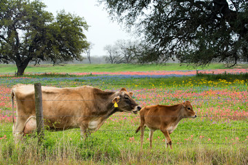 Calf in Wildflowers