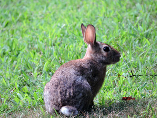 Bunny rabbit sits in a green field