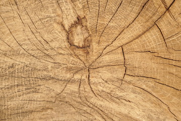Fototapeta premium Wood texture and background of cut tree trunk, close-up 