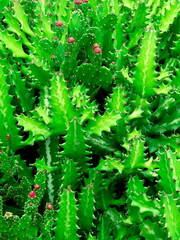 Cactus background. Canary island