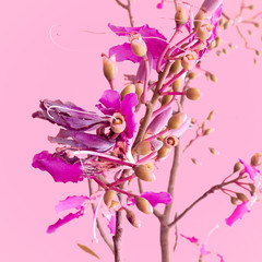 Obraz na płótnie Canvas Plants on pink fashion concept. Flowers on pink background