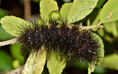 Leopard Moth Caterpillar (Hypercompe scribonia) Woolly Bear woollybear insect nature Springtime pest control leaves dorsal.