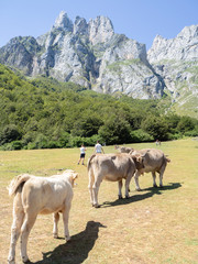 Fototapeta na wymiar Paraje natural en Fuente Dé con las montañas altas a lo lejos y un prado con vacas, en Cantabria, verano de 2018