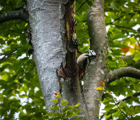 great spotted woodpecker on tree