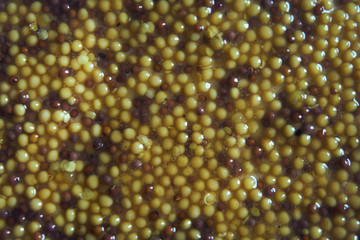 round mustard background