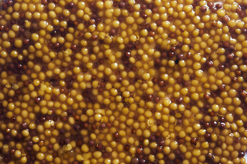 round mustard background