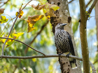 eurasien nutcracker