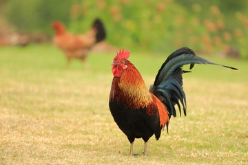 Colorful wild rooster and hen in Waimea, Kauai