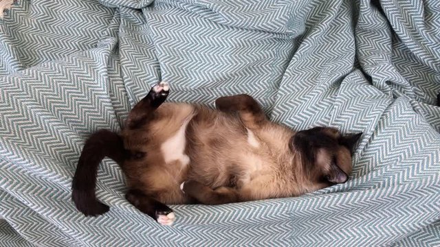 The cat is sleeping on a blue blanket
