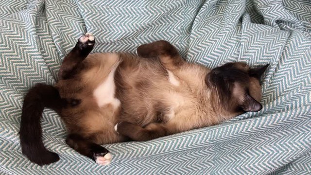 Thai cat sleeping on a blue blanket