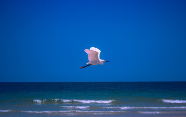 white bird flying