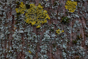 texture of bark tree with yellow and blue moss