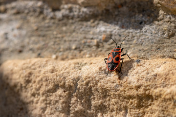 Firebugs close up or macro, Pyrrhocoris apterus