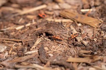 Firebugs close up or macro, Pyrrhocoris apterus