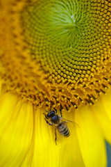 Bee on sunflower