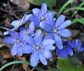 In spring, in nature blooming liverwort (Hepatica nobilis)
